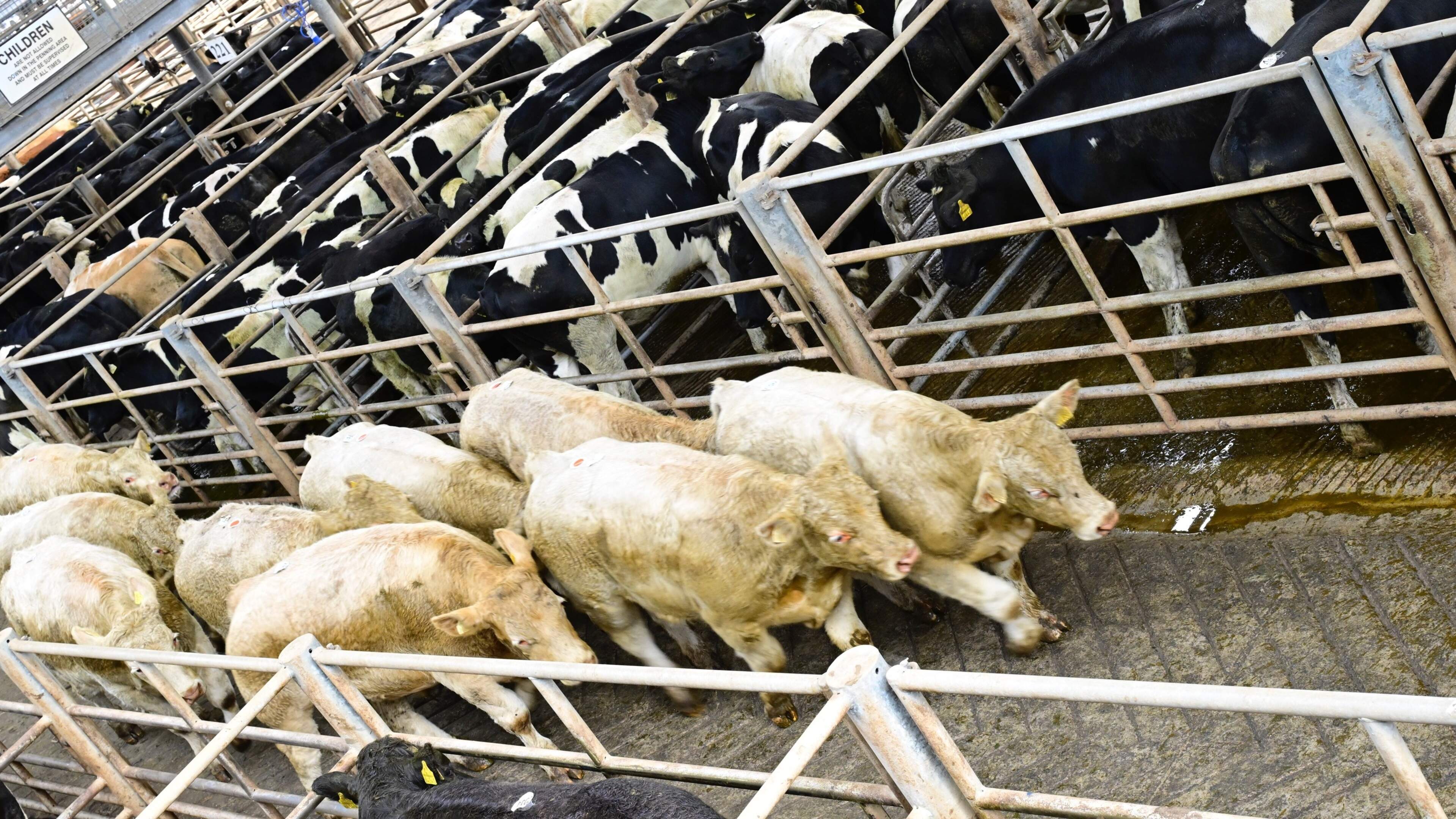 Winners and losers in the rings as cattle trade softens